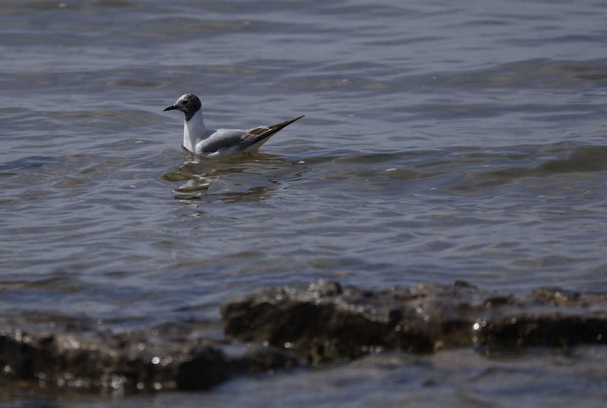 Bonaparte's Gull - ML571023101