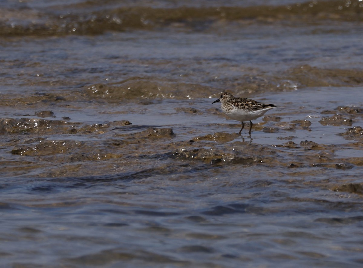 Wiesenstrandläufer - ML571023481