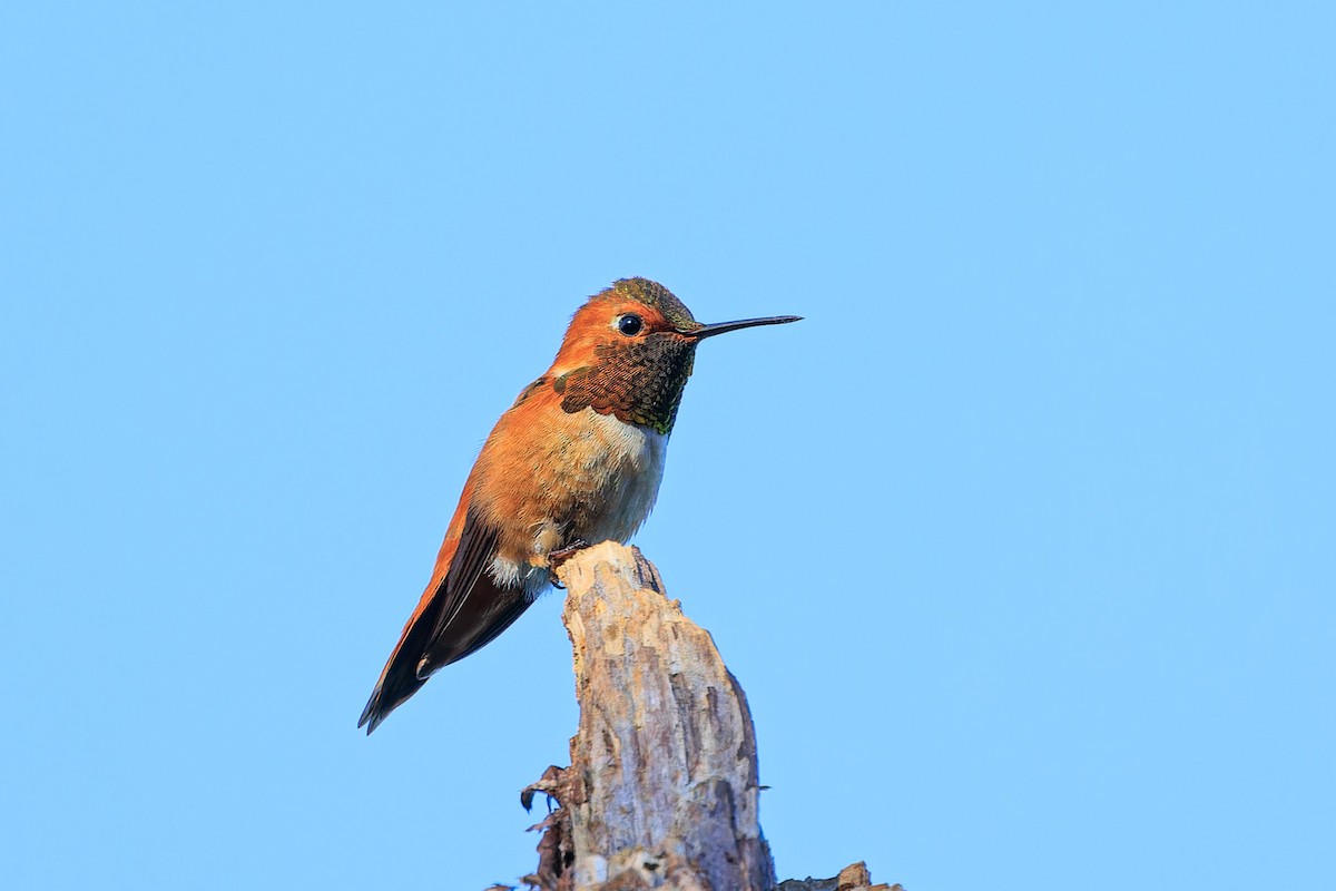 Rufous Hummingbird - ML571023711