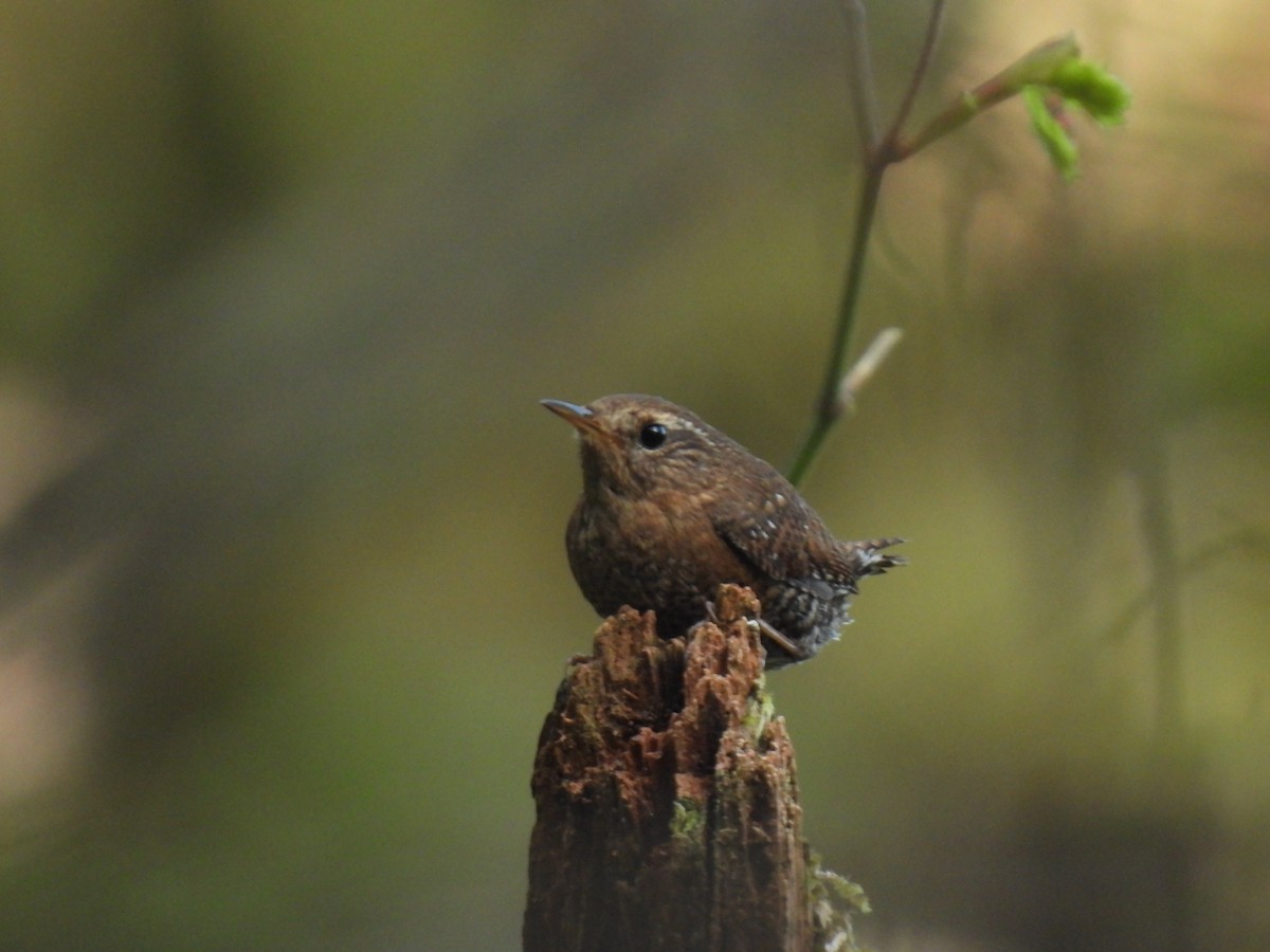 Pacific Wren - ML571024011