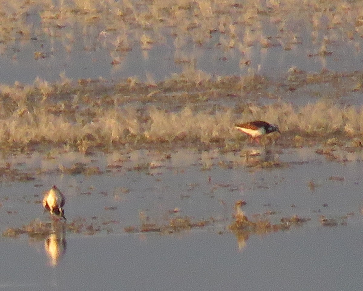 Ruddy Turnstone - ML571024811