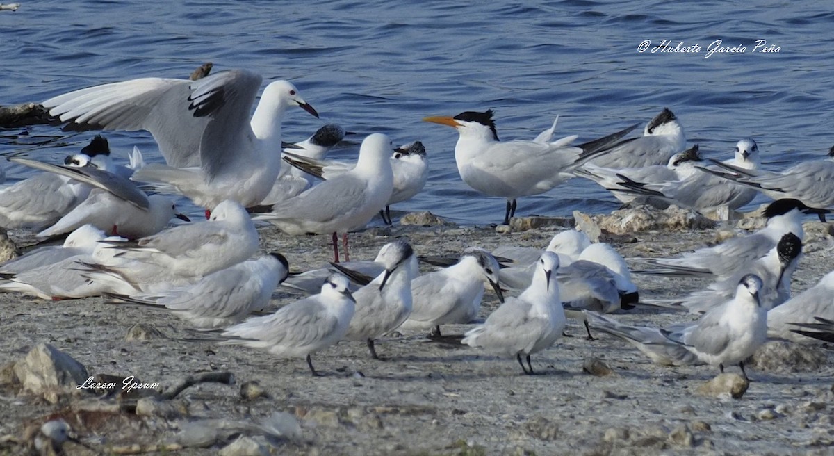 West African Crested Tern - Huberto García Peña