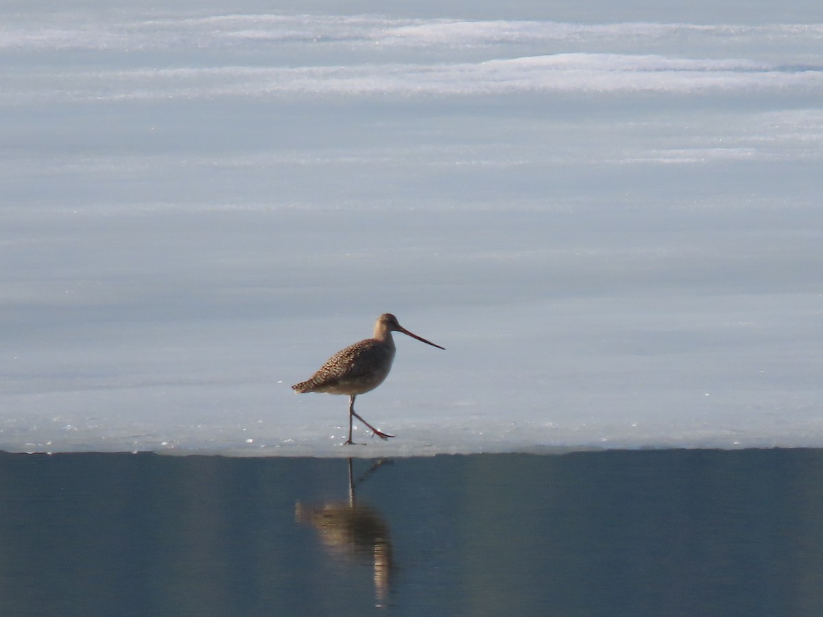 Marbled Godwit - ML571025771