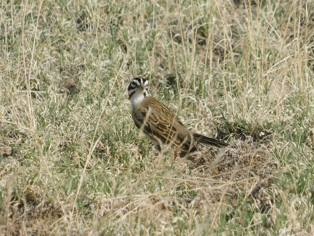 Lark Sparrow - ML571026081