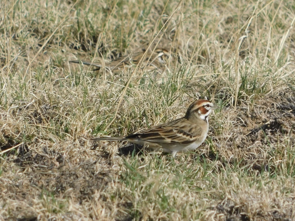 Bruant à joues marron - ML571026091