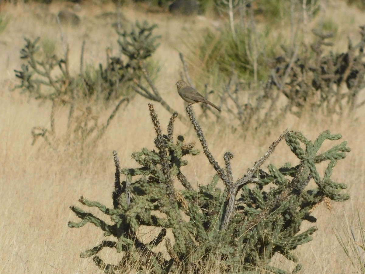 Canyon Towhee - ML571026311