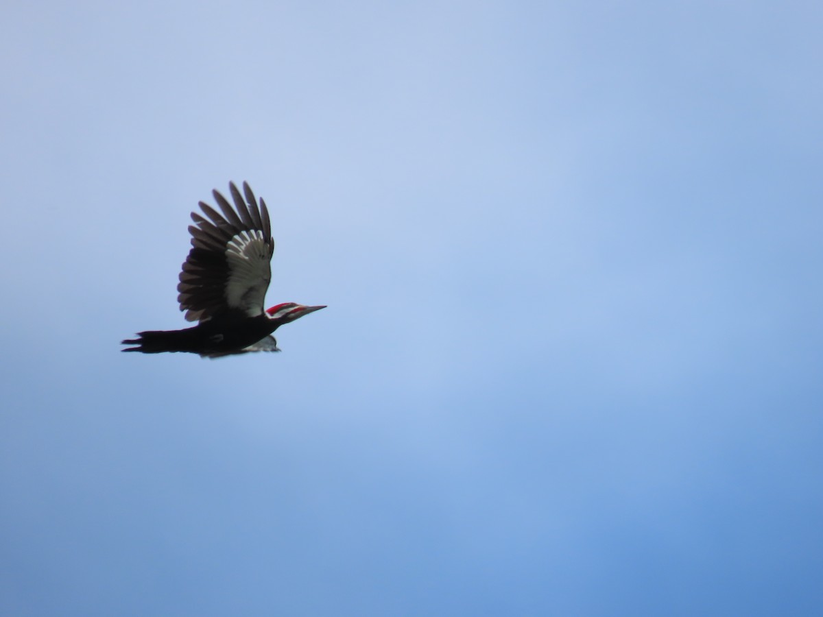 Pileated Woodpecker - ML571026521