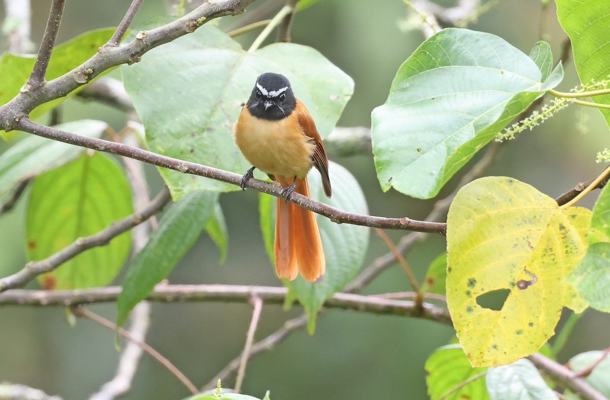 Black-and-cinnamon Fantail - Robert Hutchinson