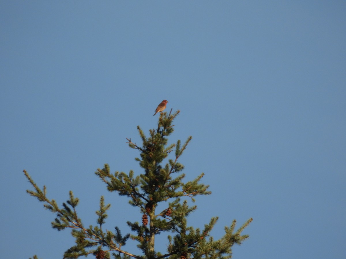 Purple Finch - ML571029411