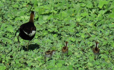 Jacana Colilarga - ML57103011