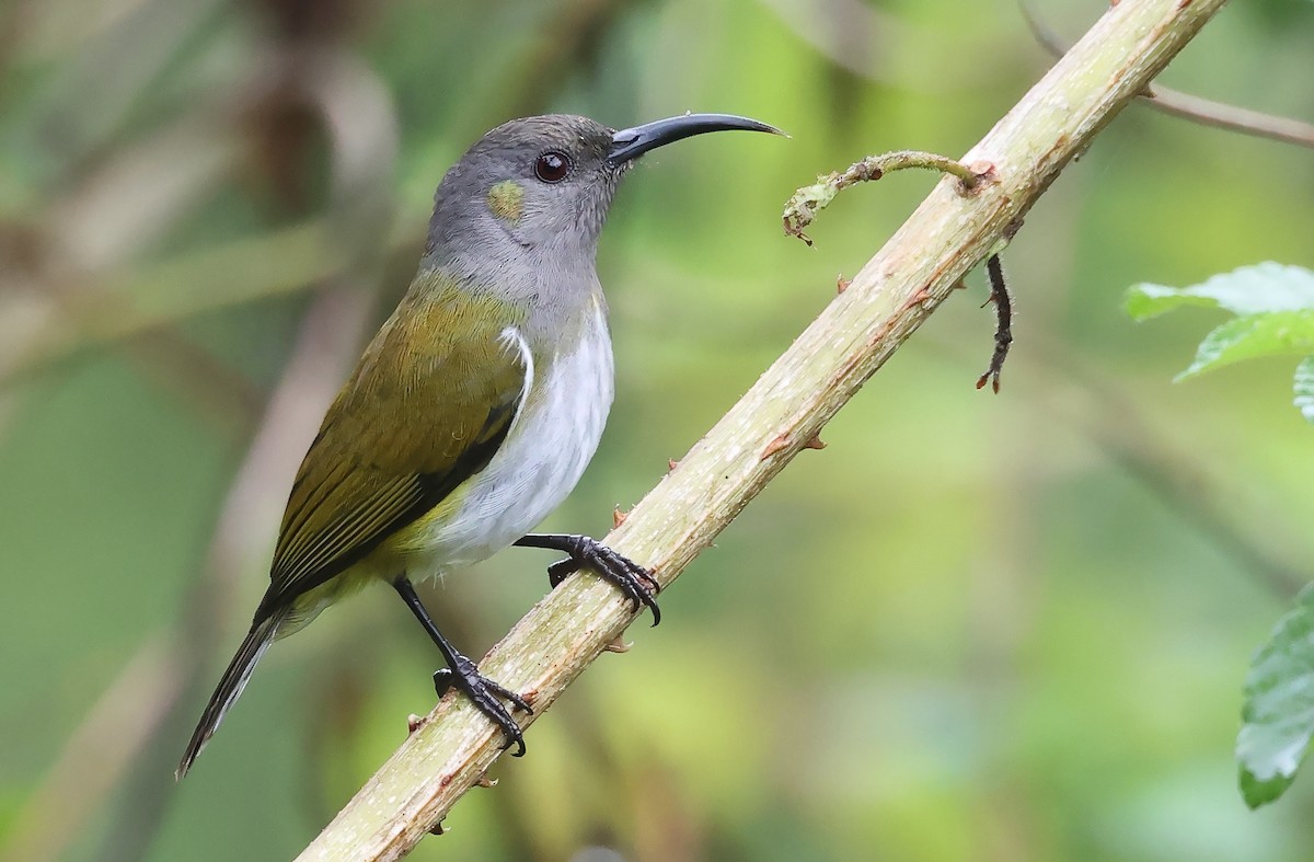 Gray-hooded Sunbird - ML571030501