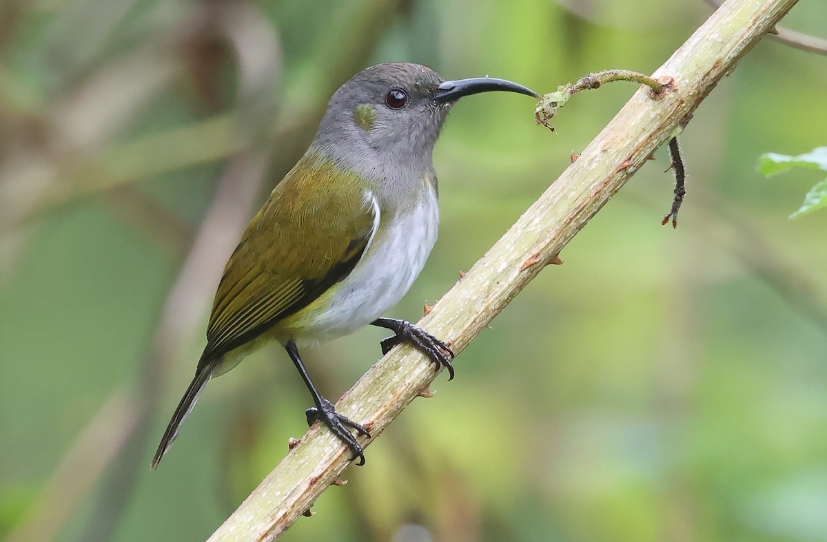 Gray-hooded Sunbird - ML571030511