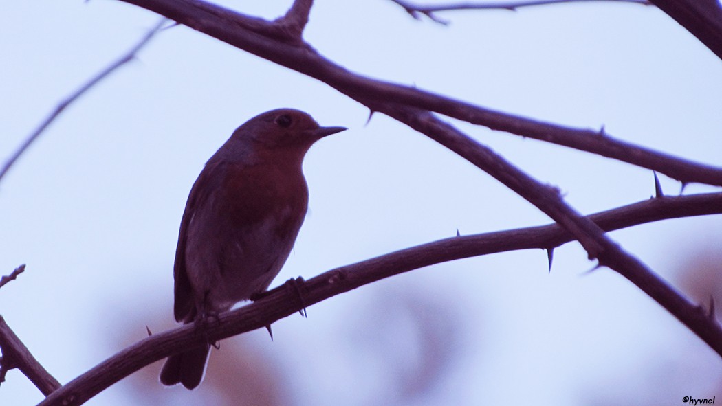 European Robin - ML57103071