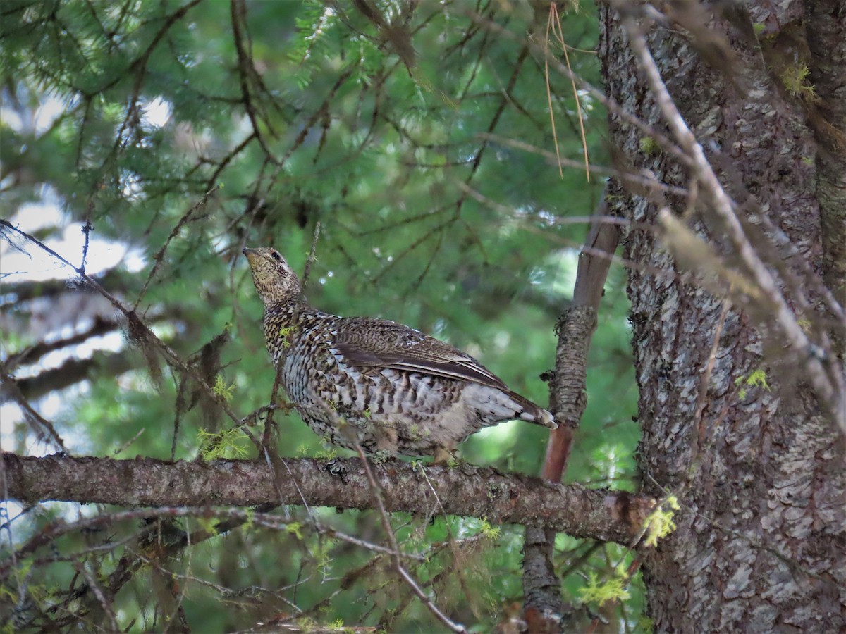 Spruce Grouse - ML571030971