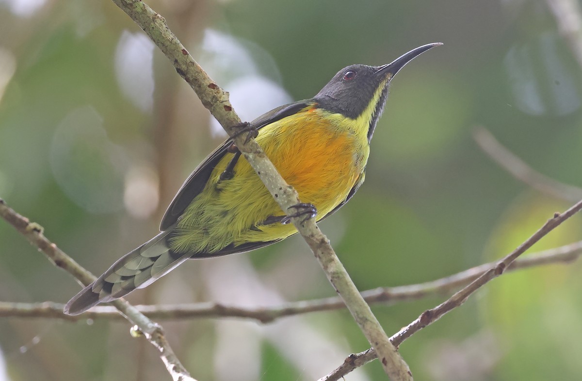 Mindanaonektarvogel - ML571031081