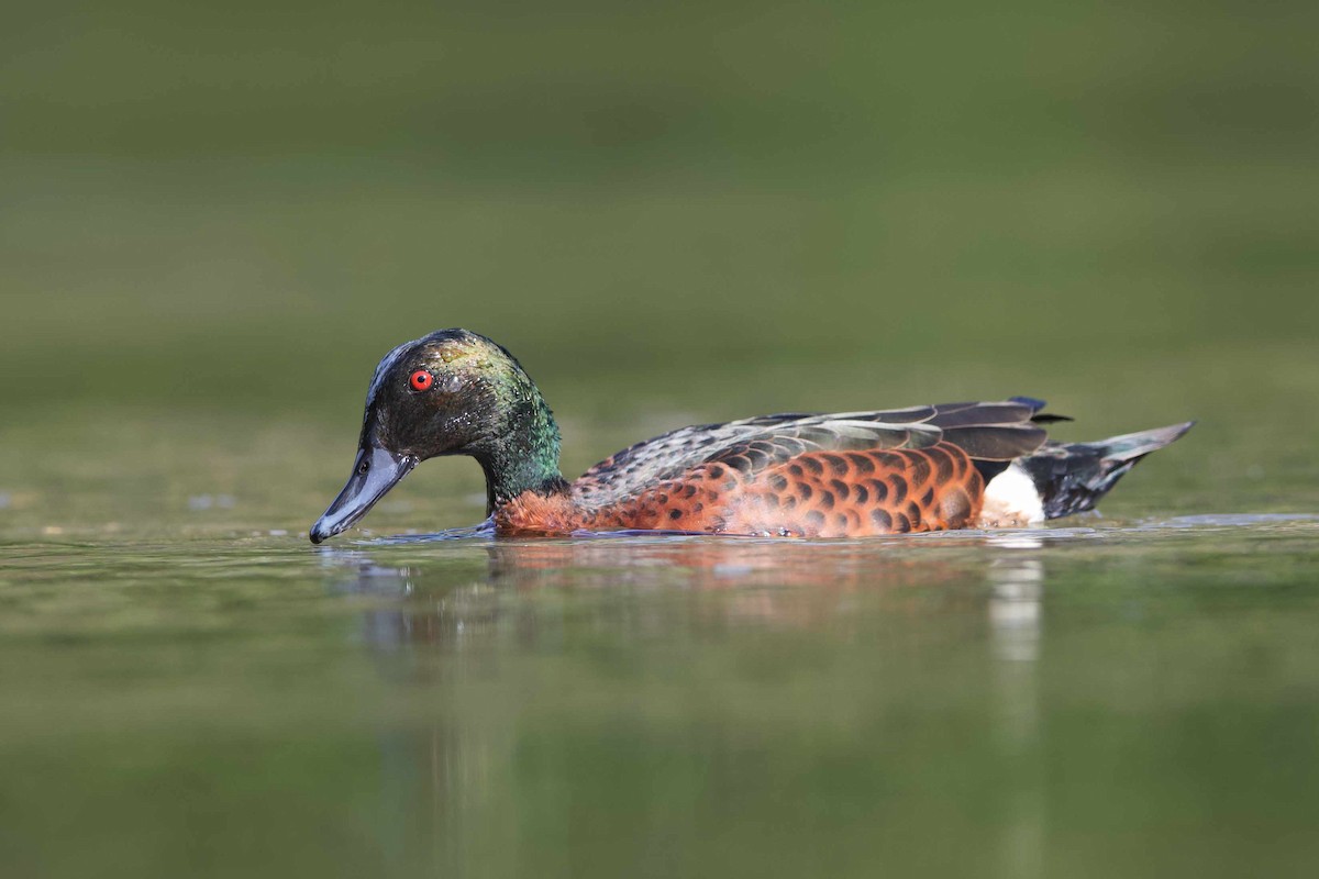 Chestnut Teal - ML571031131