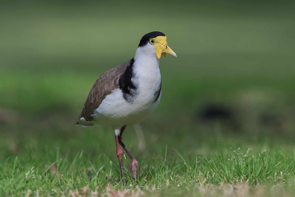 Masked Lapwing - ML571031191