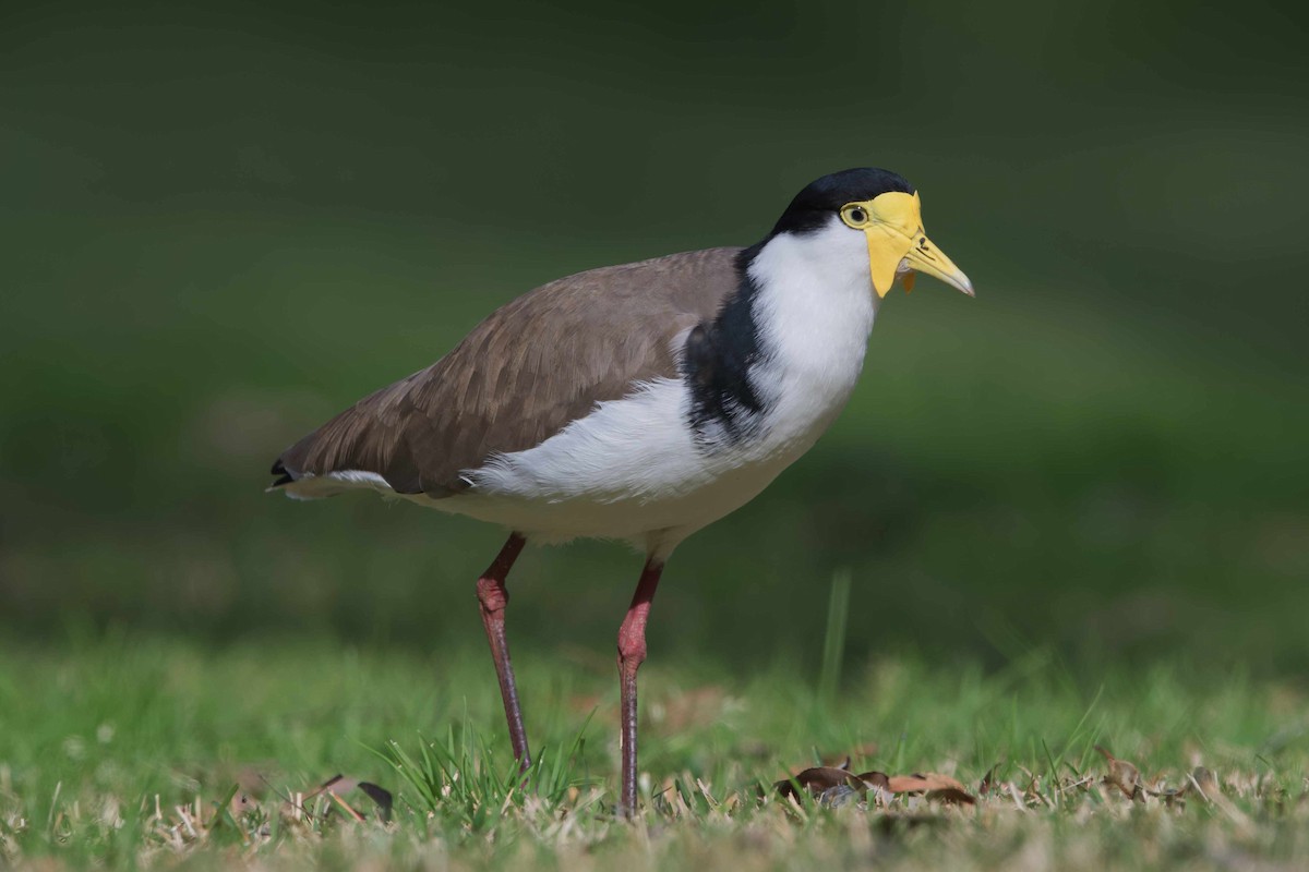 Masked Lapwing - Adrian van der Stel