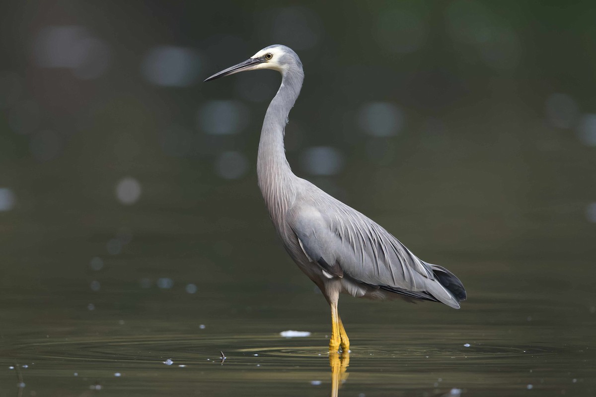 Aigrette à face blanche - ML571031271