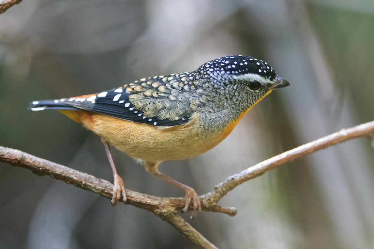 Pardalote Moteado - ML571031341