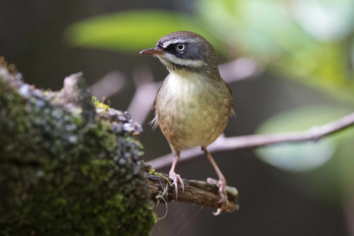 White-browed Scrubwren - Adrian van der Stel