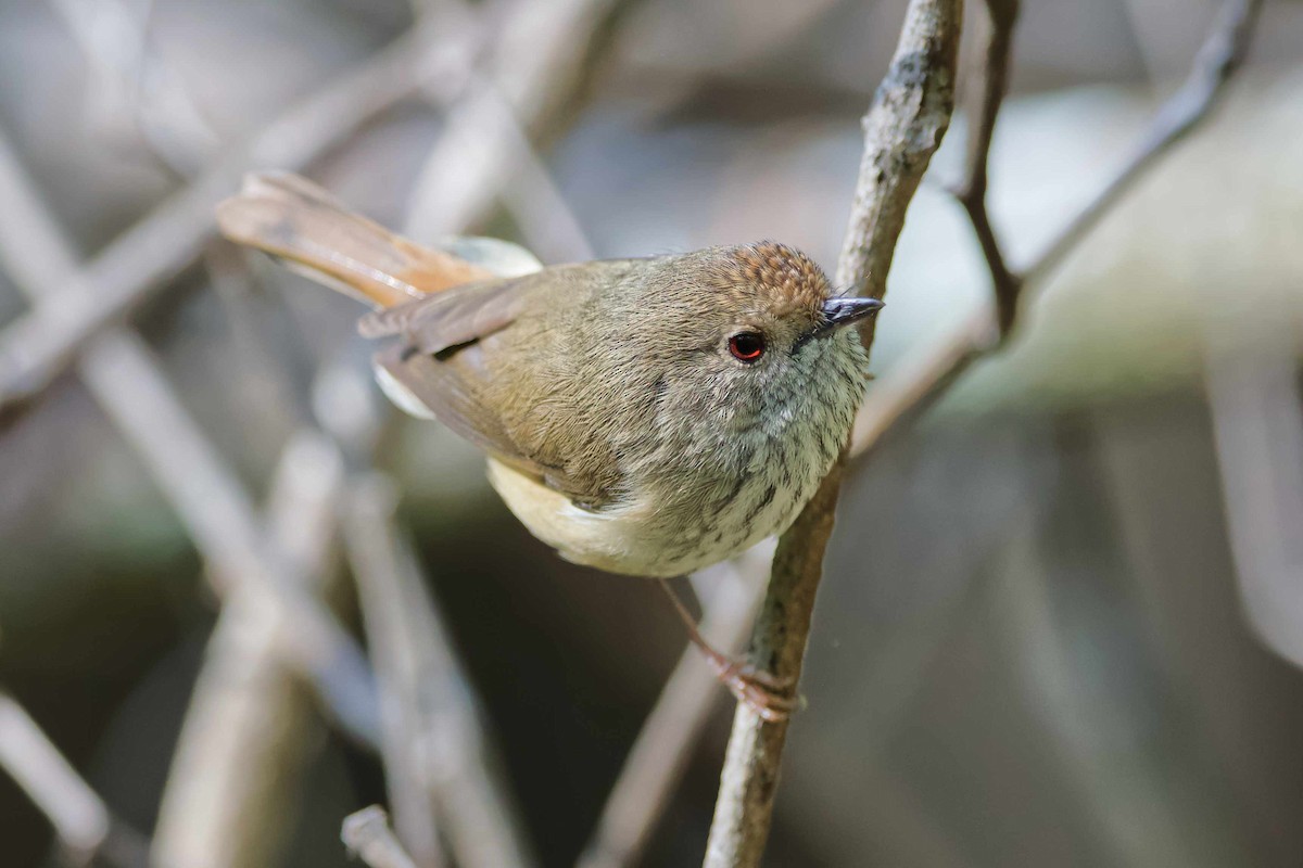 Brown Thornbill - ML571031491