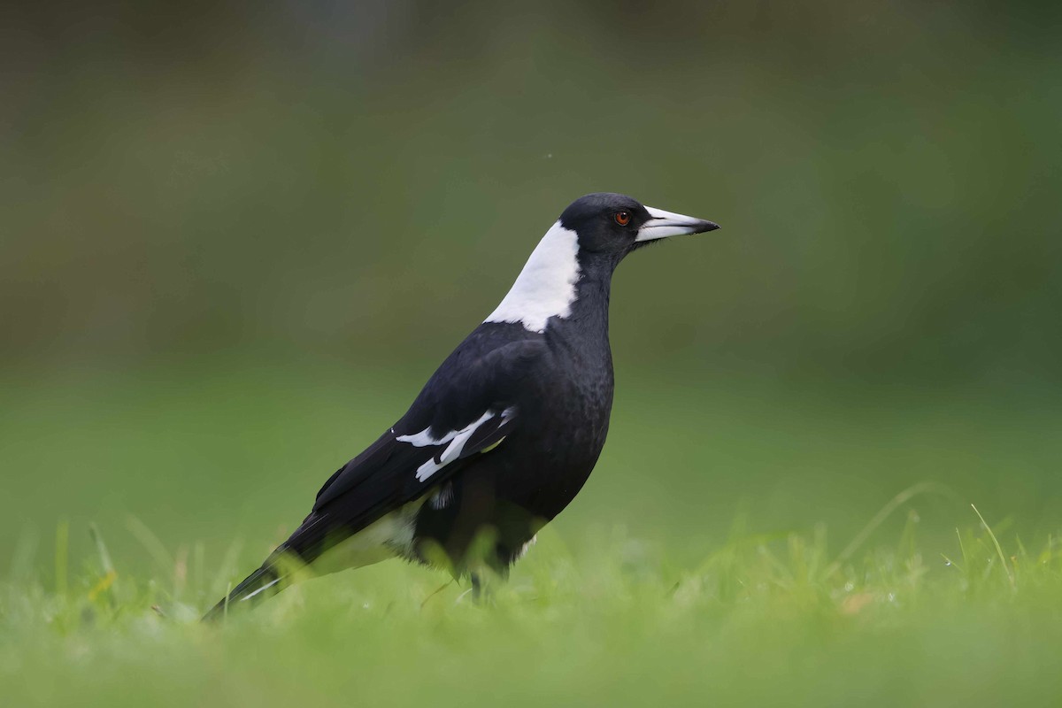 Australian Magpie - Adrian van der Stel