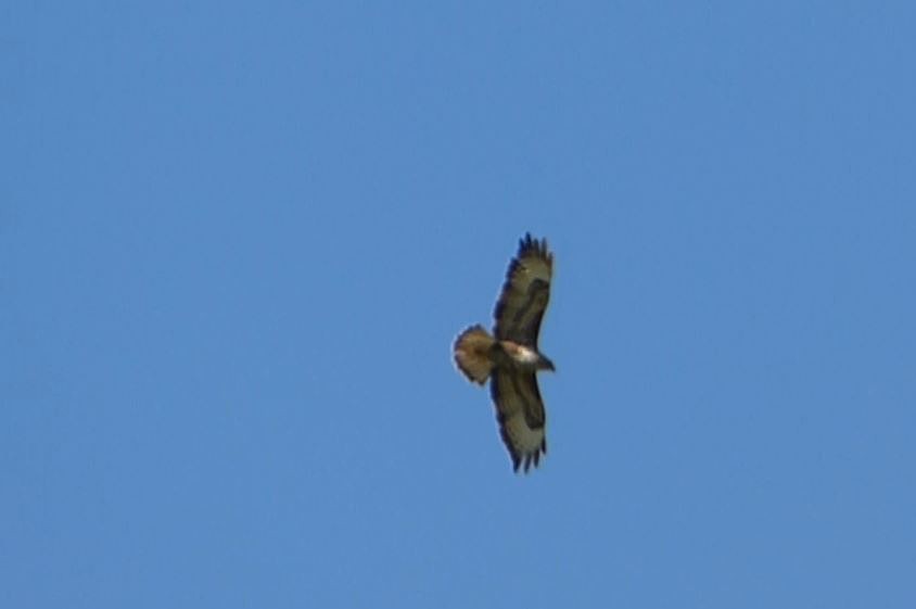 Common Buzzard - ML57103171