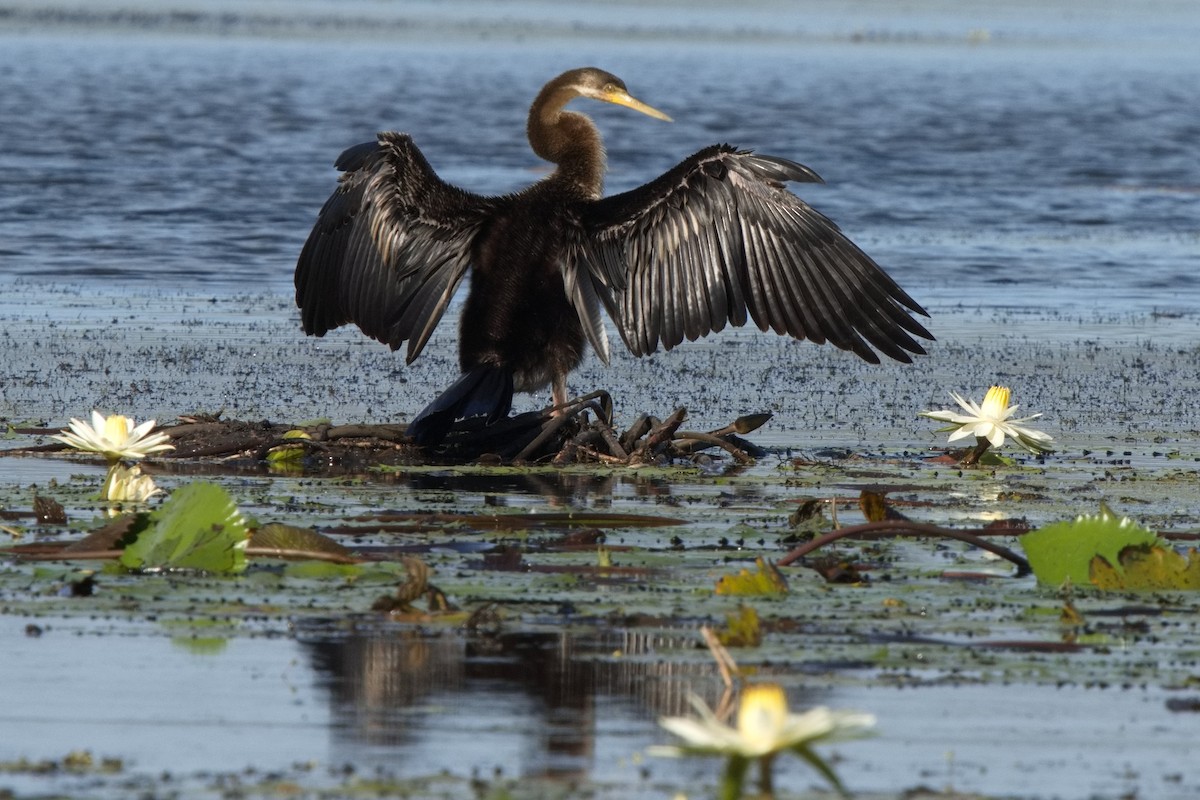 Australasian Darter - Ed Pierce