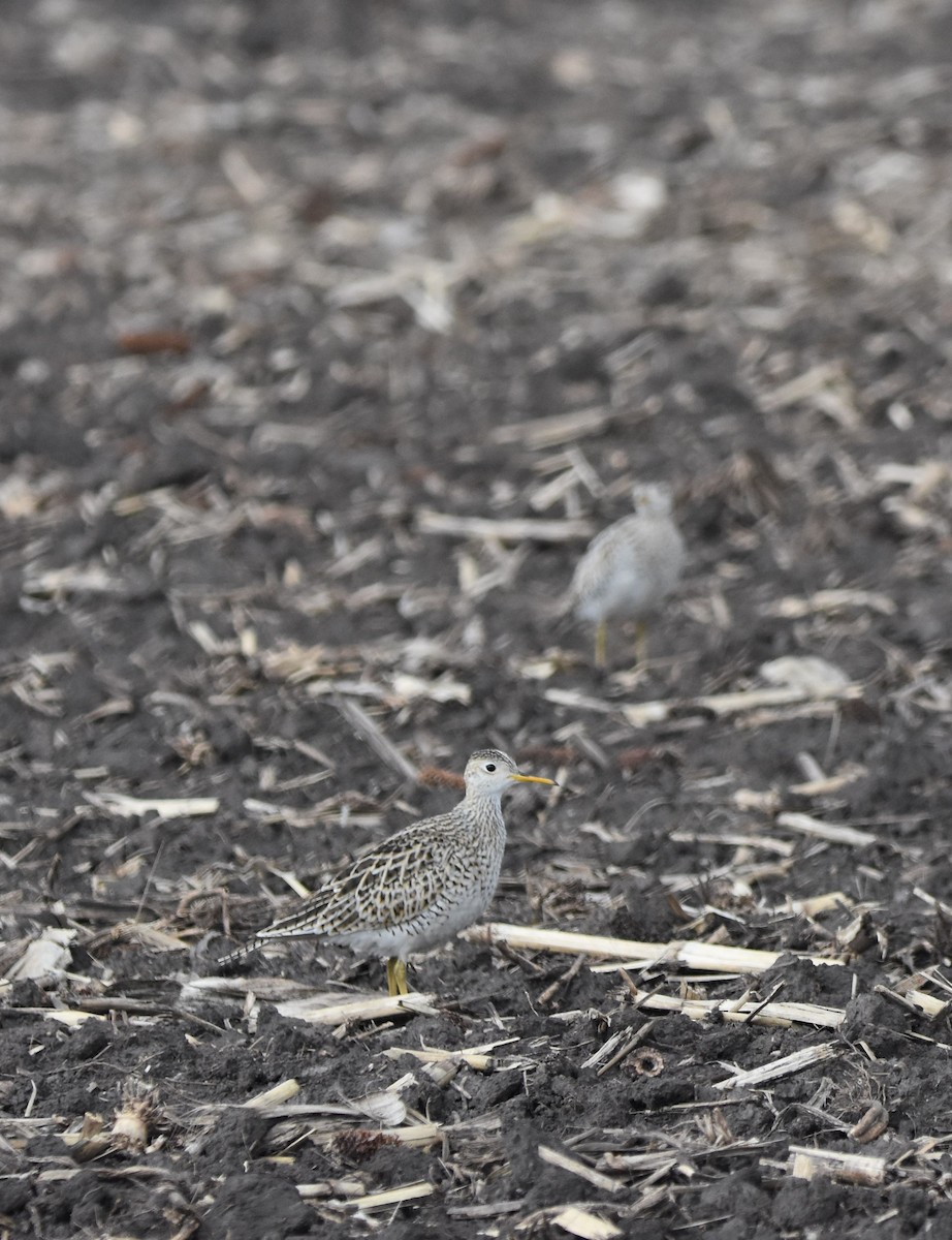 Upland Sandpiper - ML571032101