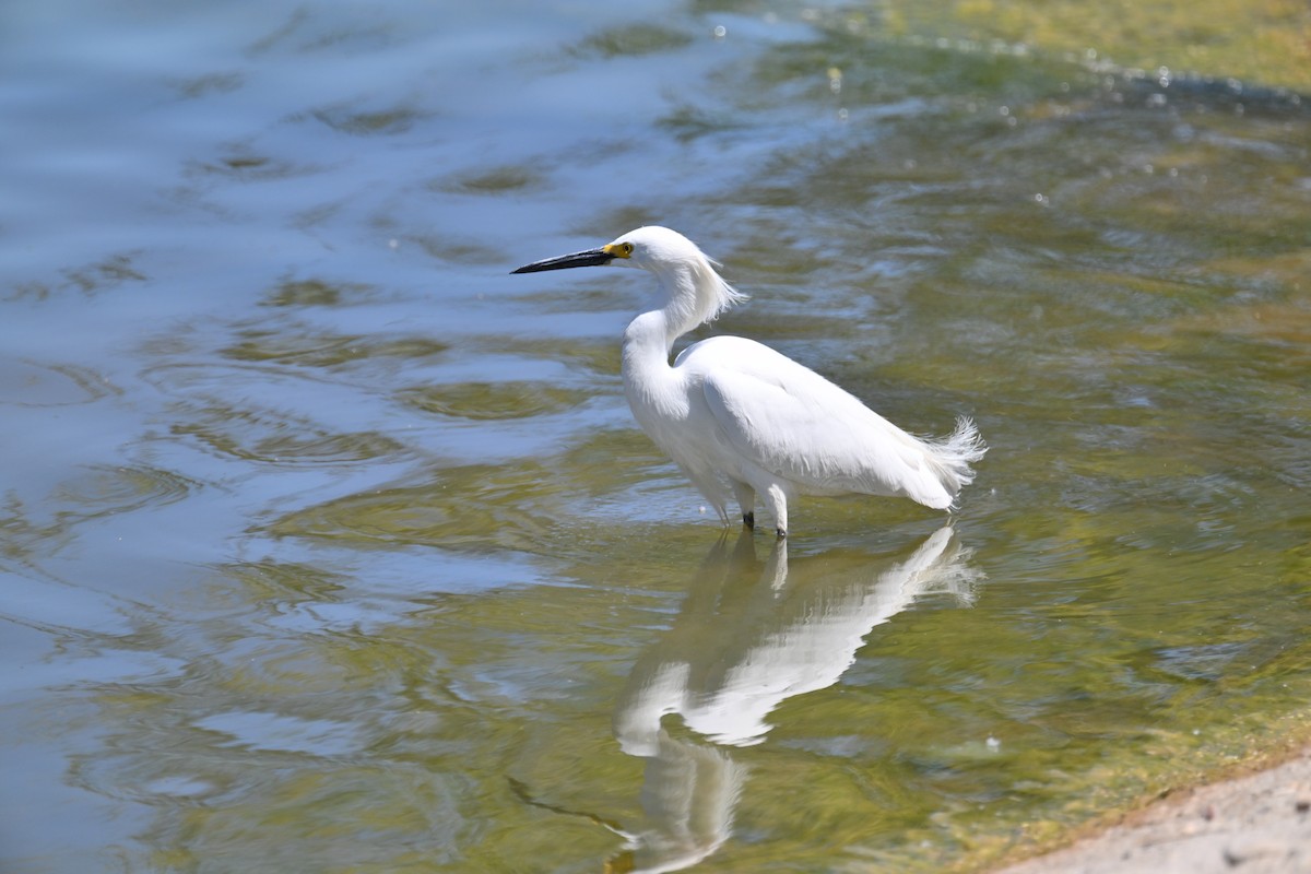 Snowy Egret - Janice Strong