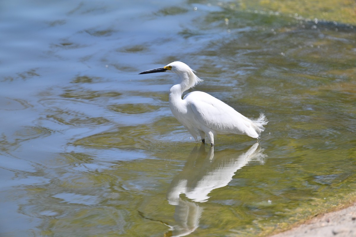 Snowy Egret - ML571032811