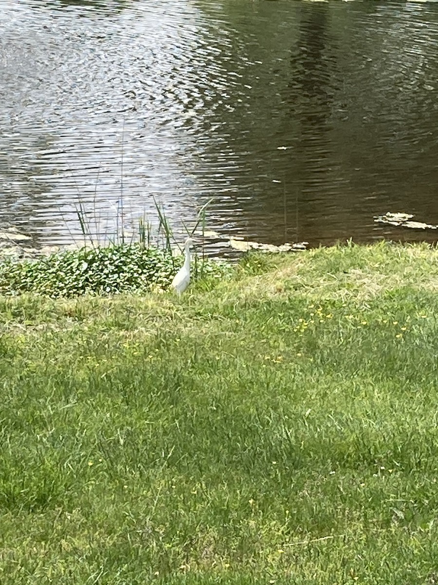 Western Cattle-Egret - ML571032921