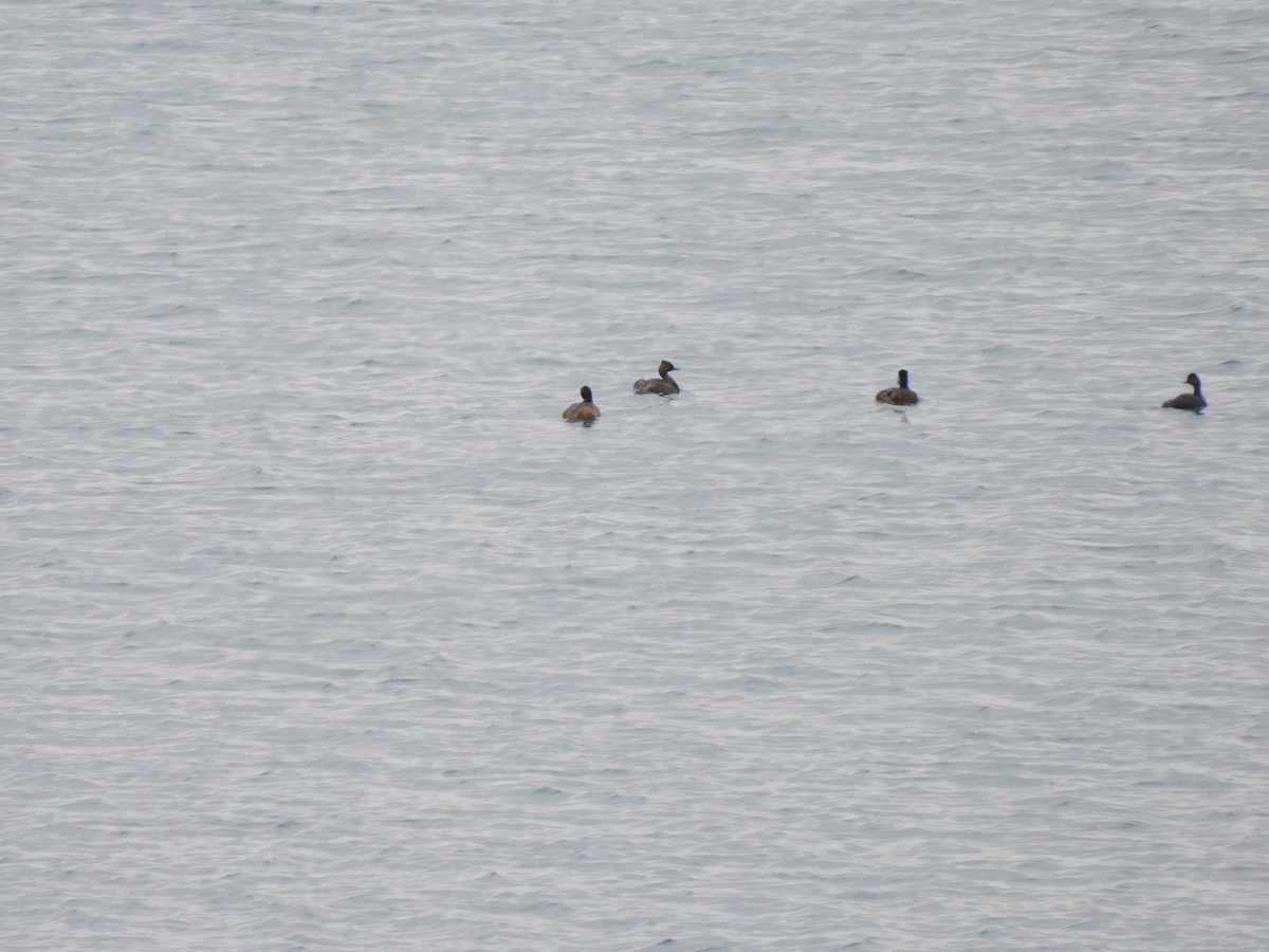 Eared Grebe - ML571033931