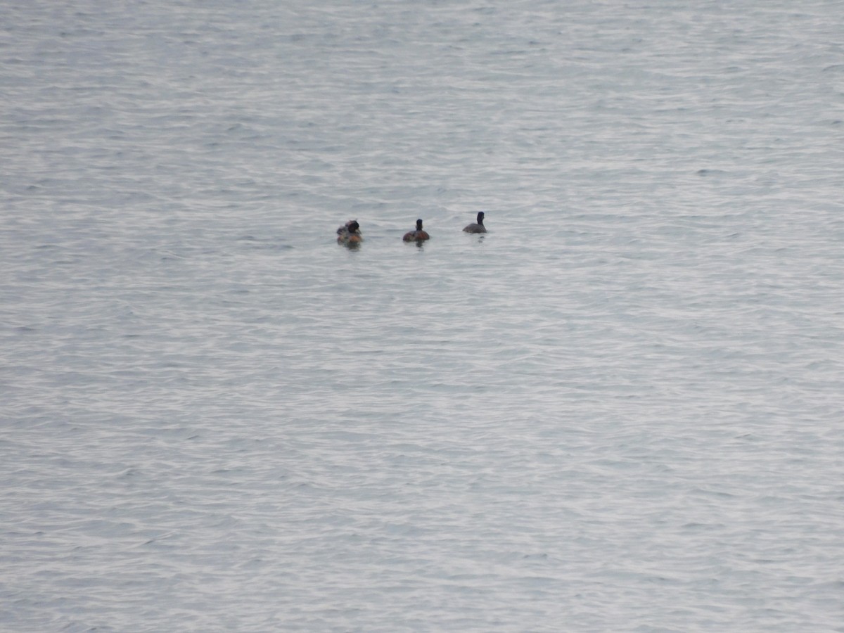 Eared Grebe - ML571033941