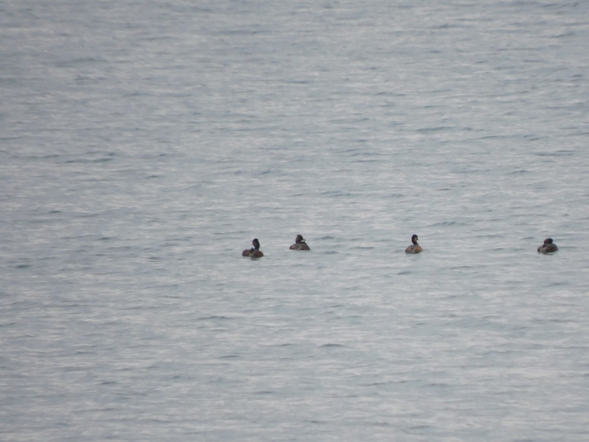 Eared Grebe - ML571033961