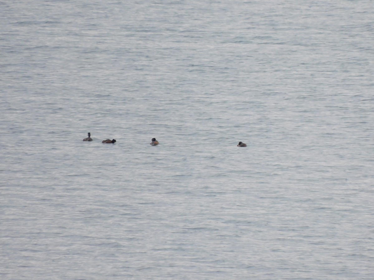 Eared Grebe - ML571033971