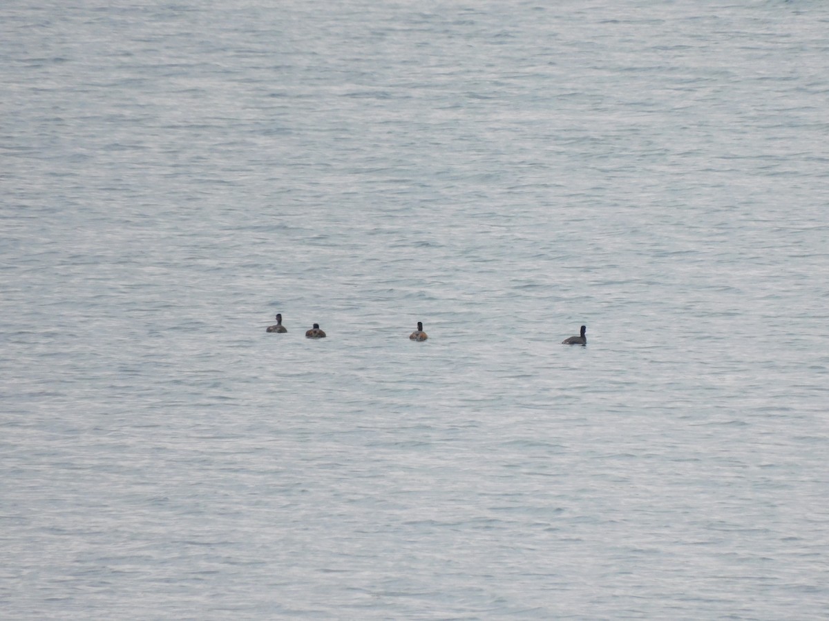 Eared Grebe - ML571033981