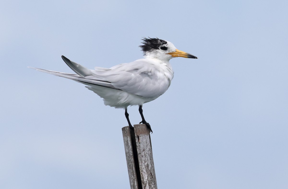 Chinese Crested Tern - Robert Hutchinson