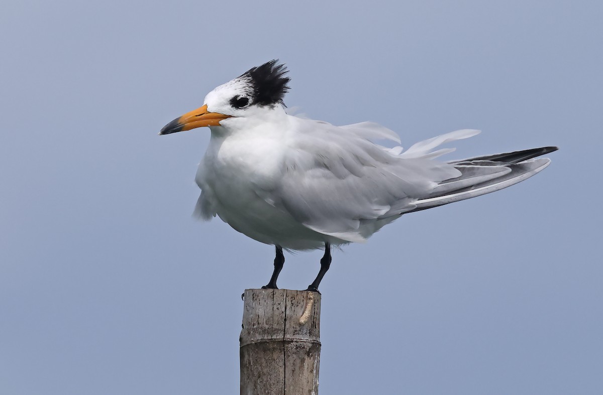 Chinese Crested Tern - Robert Hutchinson