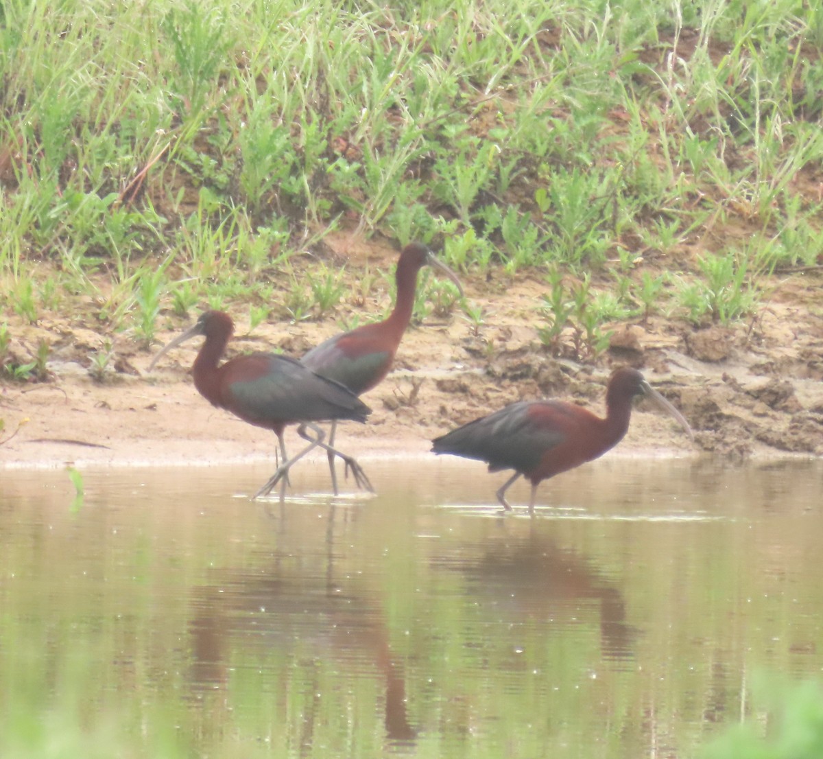ibis hnědý - ML571035751