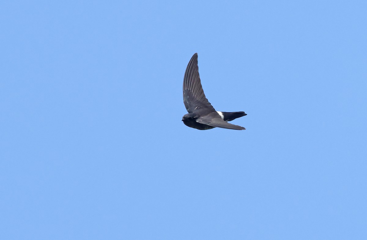 Pygmy Swiftlet - Robert Hutchinson / Birdtour Asia