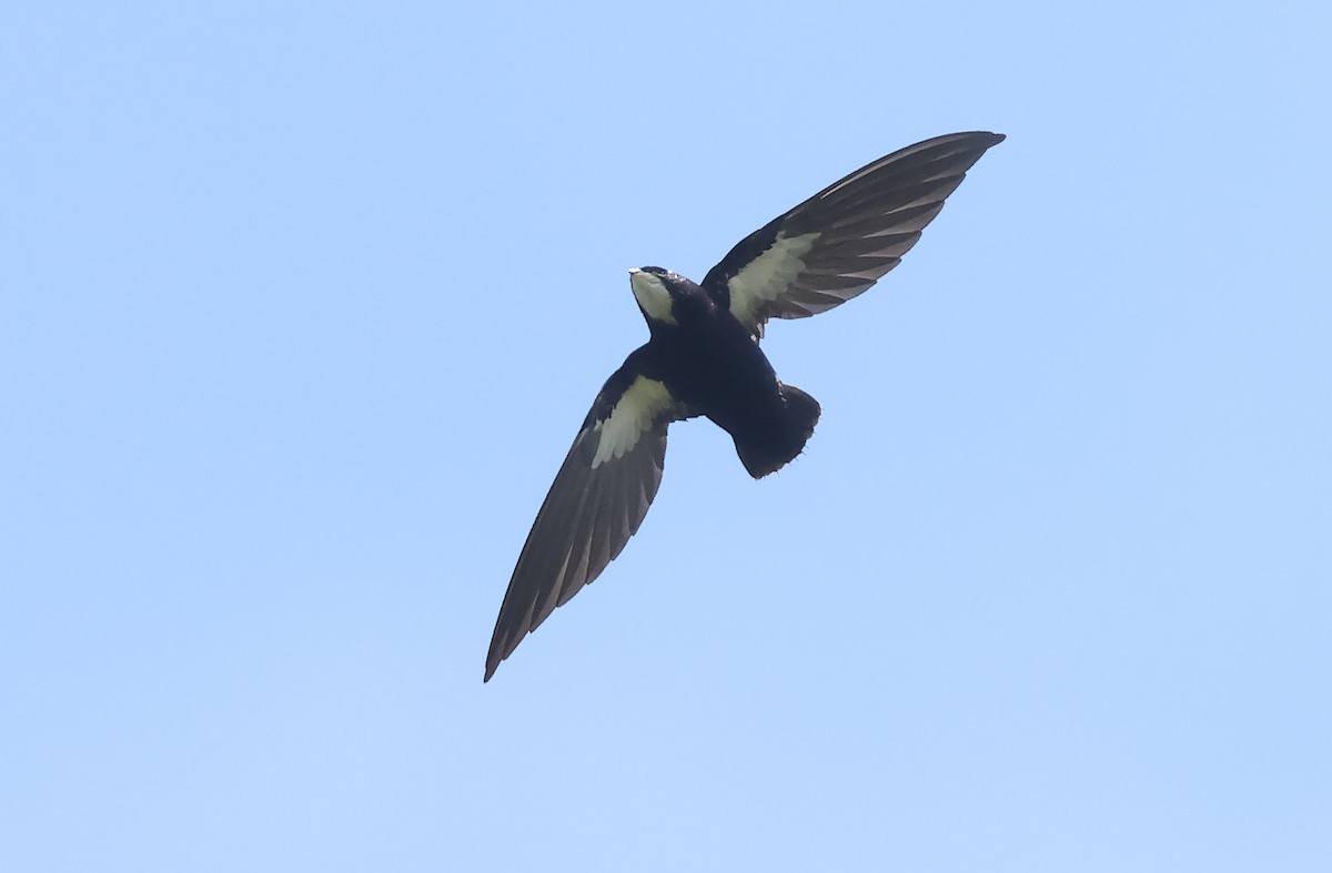 Philippine Spinetail - Robert Hutchinson