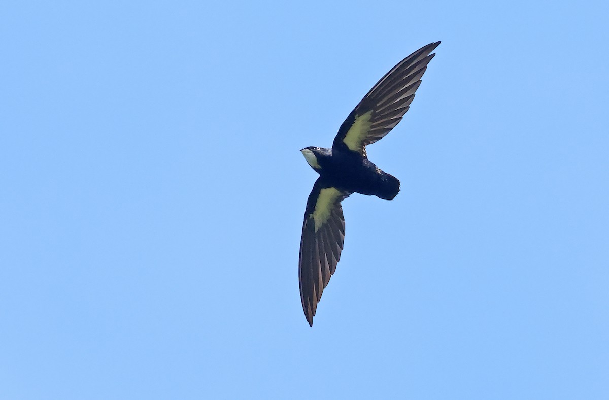 Philippine Spinetail - ML571036561