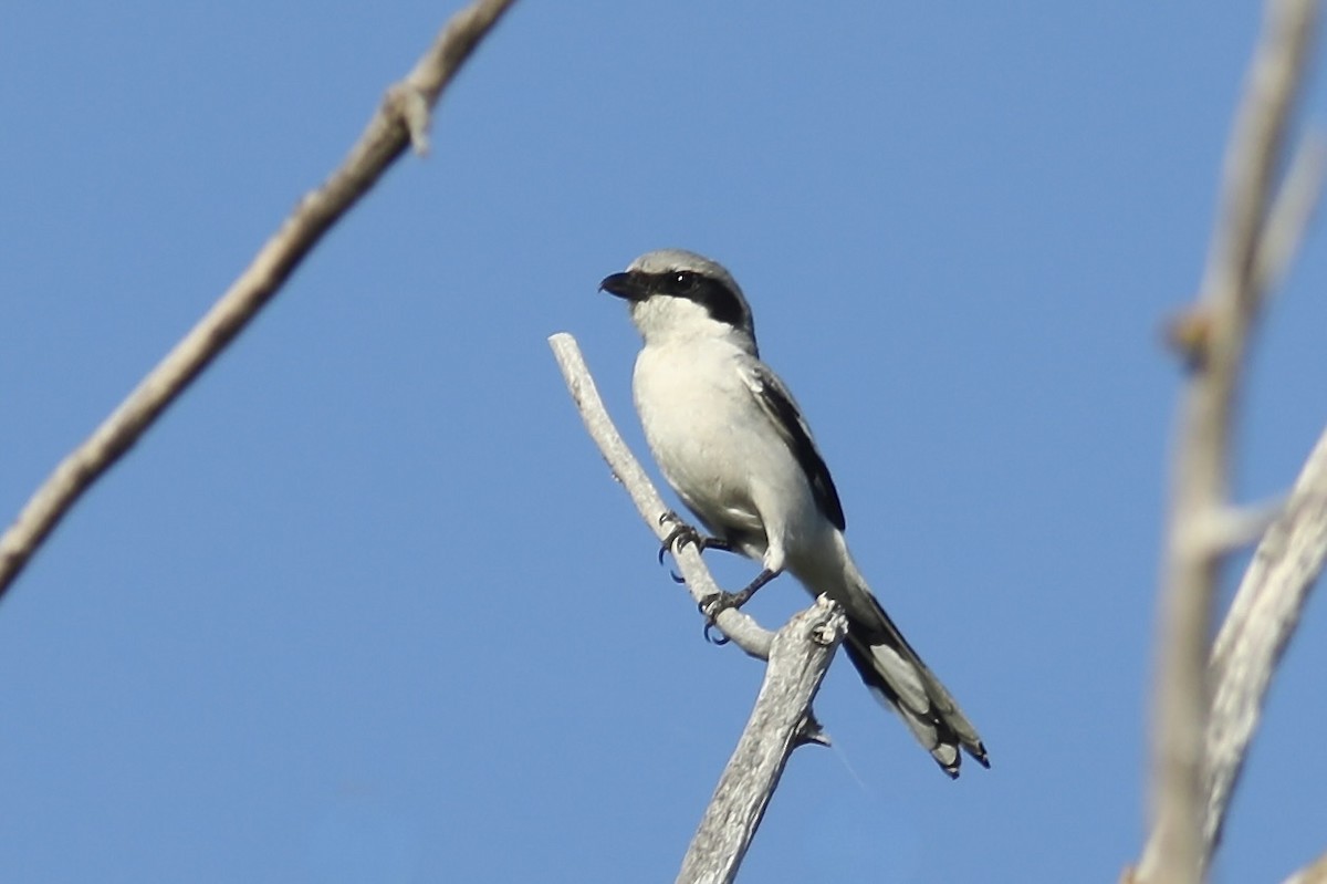 Loggerhead Shrike - Gil Ewing