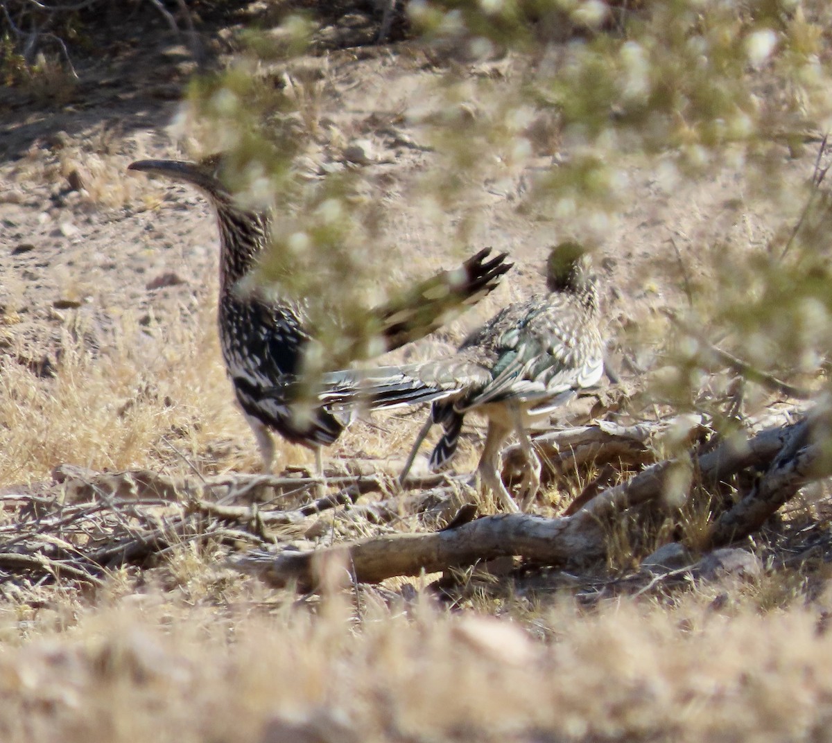 Greater Roadrunner - ML571037621