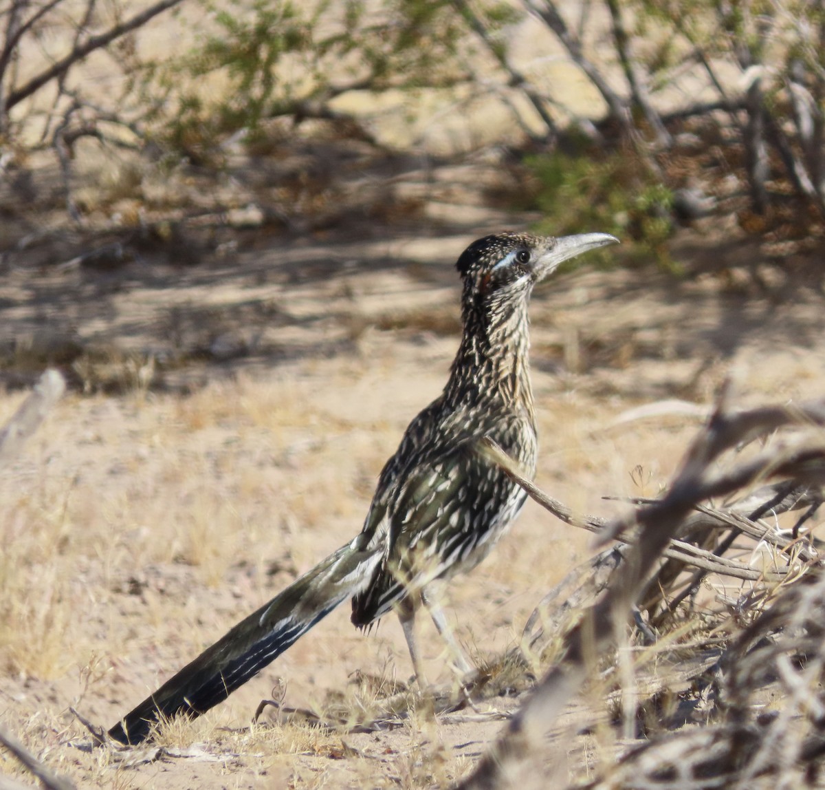 Greater Roadrunner - ML571037631