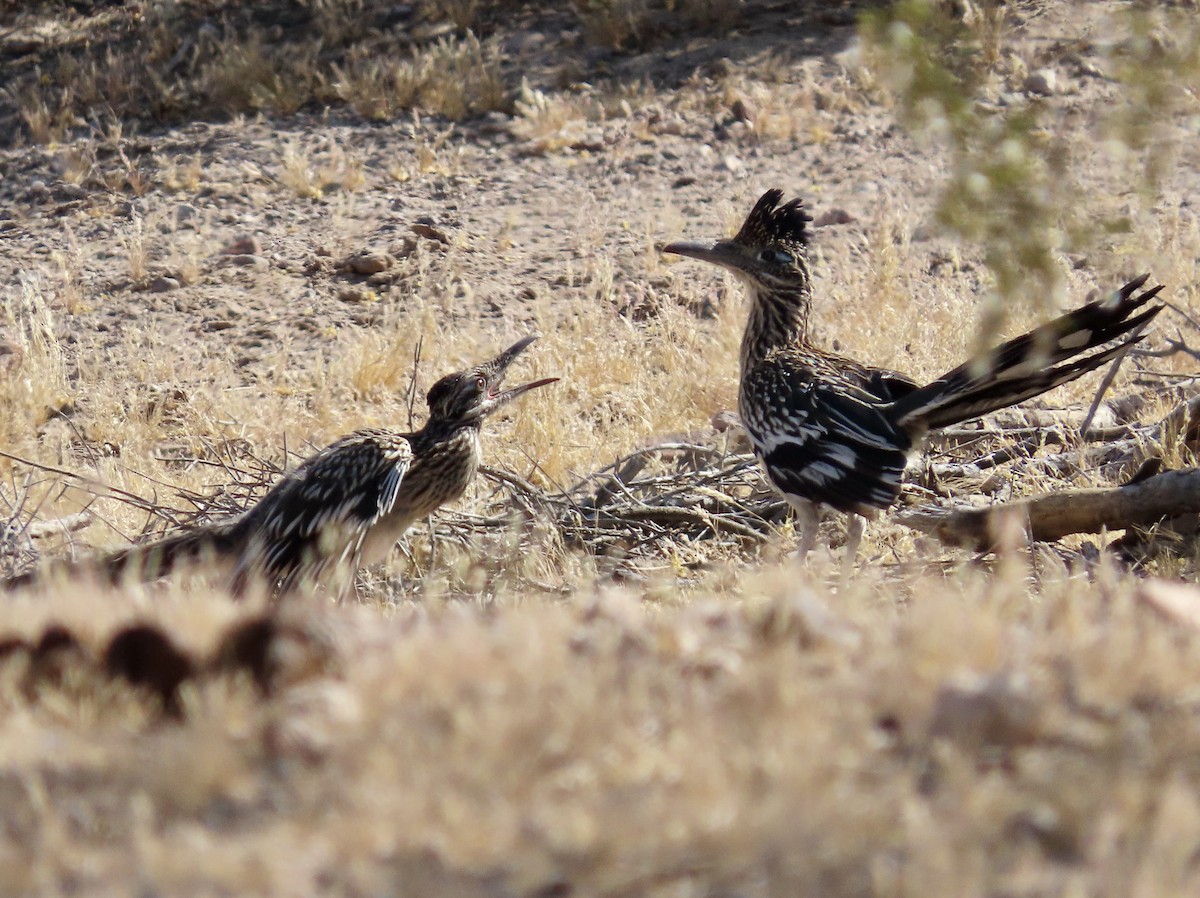 Greater Roadrunner - ML571037641