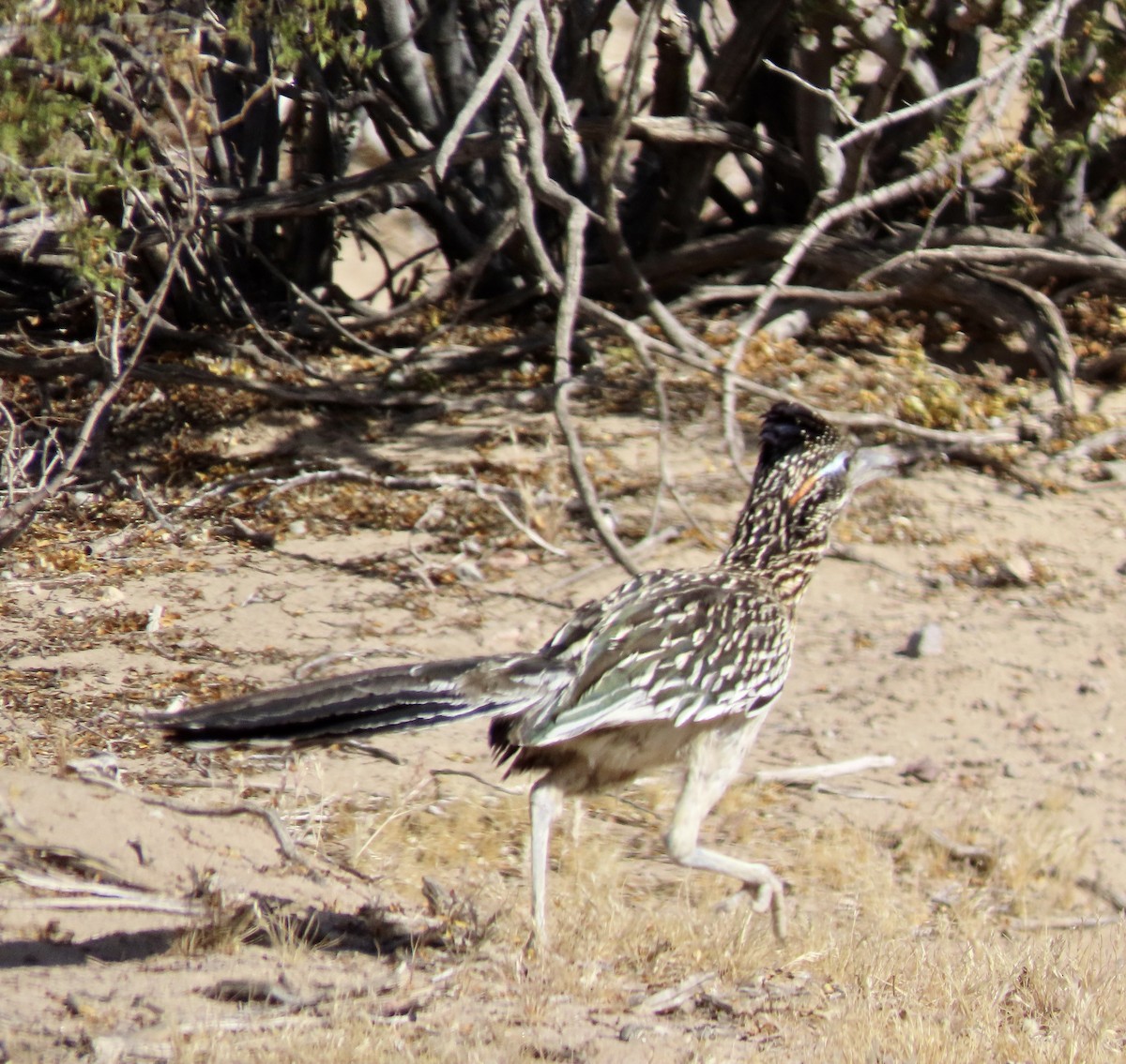 Greater Roadrunner - ML571037651