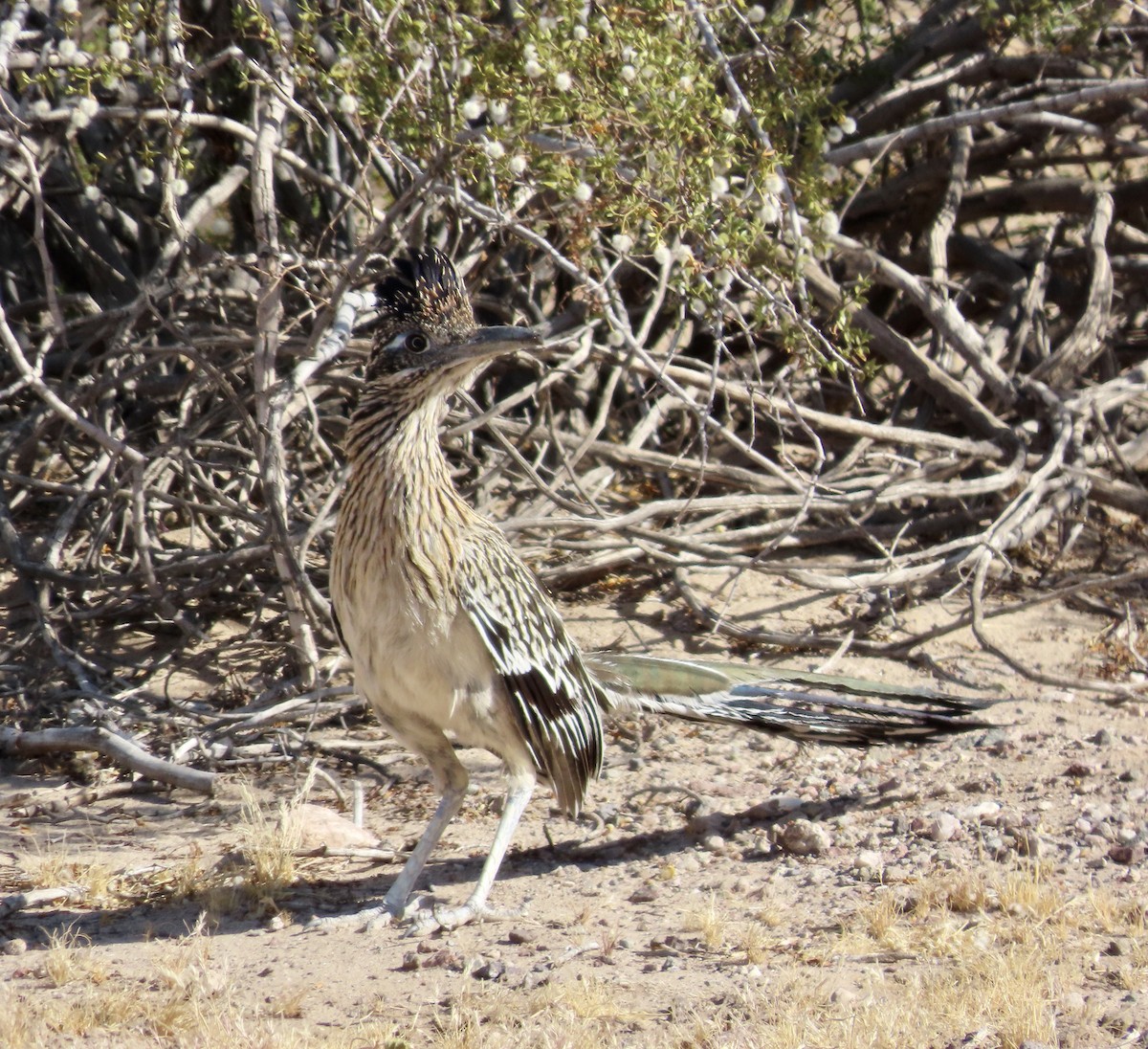 Greater Roadrunner - ML571037661